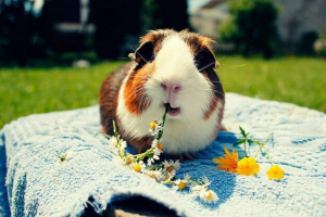 Mint takarmány-tengerimalac? Mint takarmány-tengerimalac?